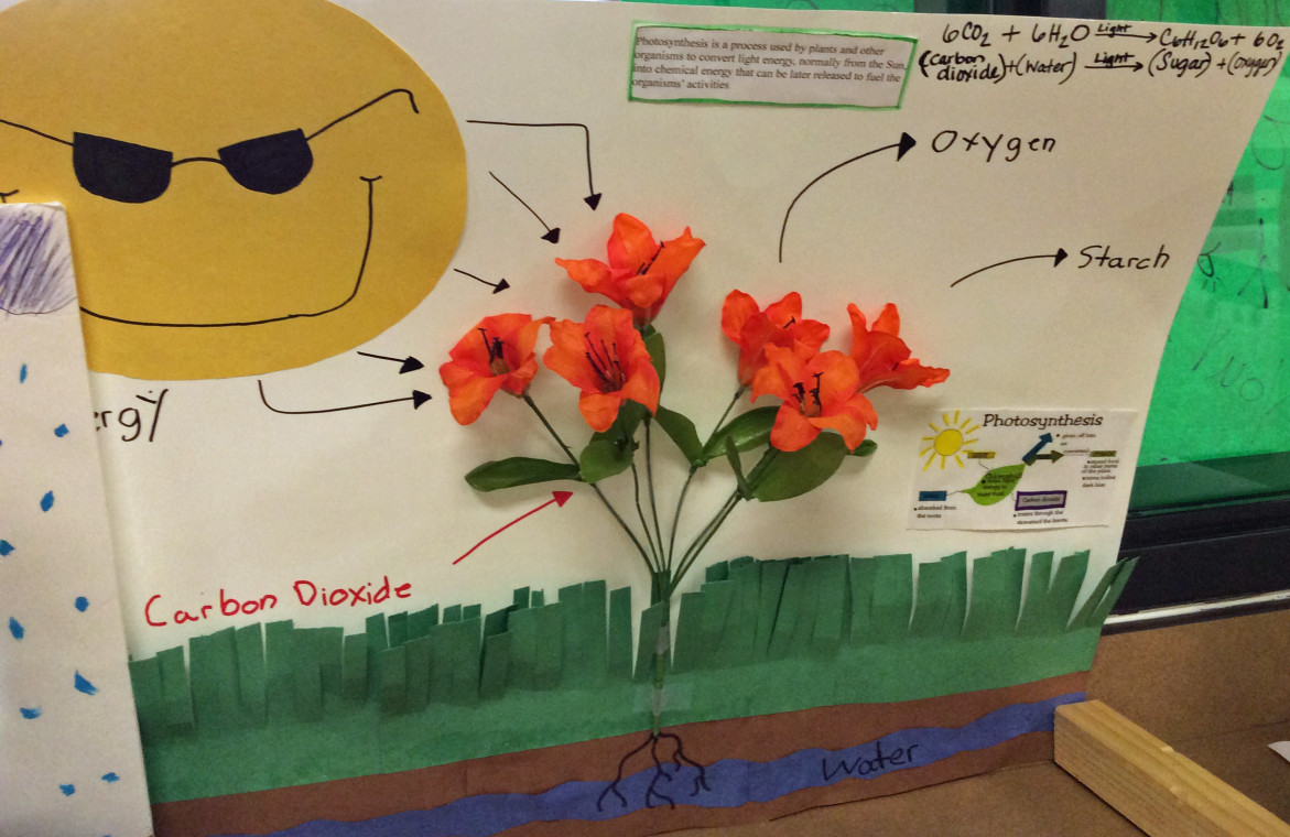 Photosynthesis school projects image